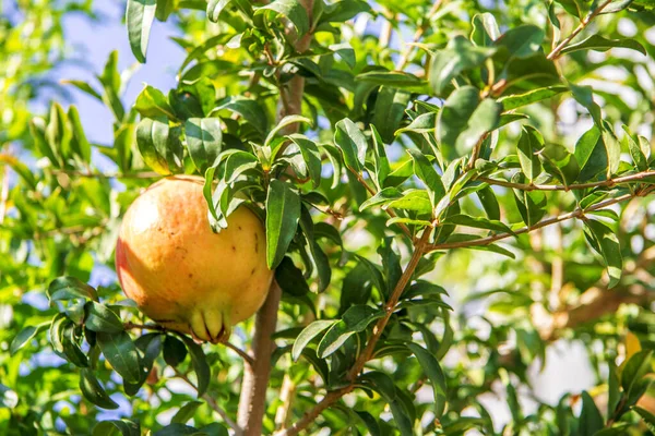 Fruto de granada verde y roja en una rama con hojas —  Fotos de Stock