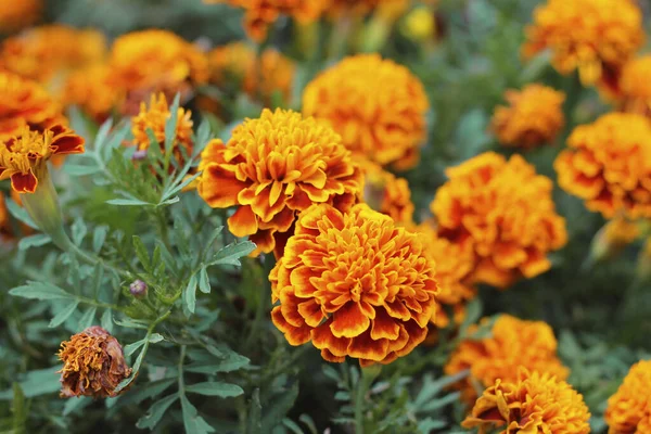 Calendule arancioni aka tagetes erecta fiore sull'aiuola — Foto Stock