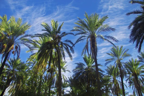 Dadelpalm bomen tegen blauwe hemel met witte wolken — Stockfoto
