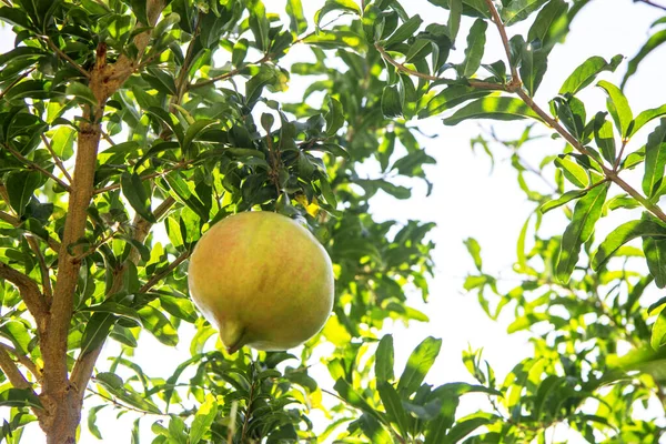 Fruto de granada verde y roja en una rama con hojas —  Fotos de Stock