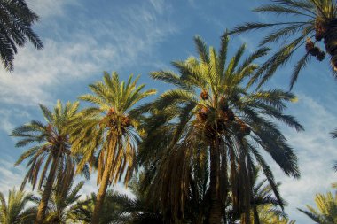 Beyaz bulutlar ile mavi gökyüzüne karşı Hurma ağaçları