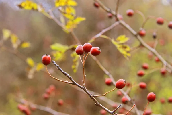 Red dog rose hips on the dog rose bush without leaves — Stock Photo, Image