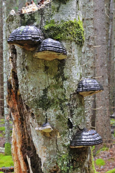 Champignon poussant sur le tronc de l'arbre dans la forêt — Photo