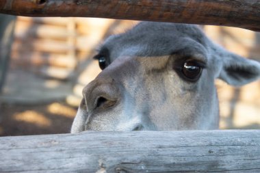 Guanaco, hayvanat bahçesindeki Camelid ailesinin lamalarından.