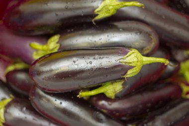 Kökleri ve su damlaları olan taze siyah patlıcan hasadı. Yakın plan, sağlıklı yiyecek.