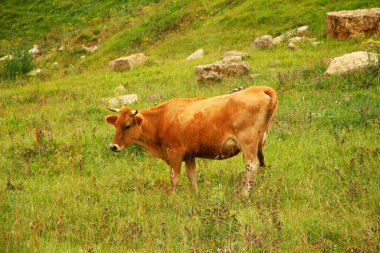 Yalnız inek yaz otlaklarında otluyor.