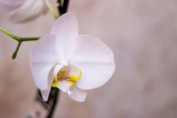 Virágzó Vagy Elrejtett Virágok Phalaenopsis Fehér Színek Virágzó Közelről — Stock Fotó