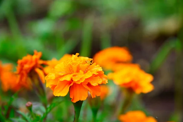 Soucis Orange Aka Tagetes Erecta Fleur Gros Plan Sur Parterre — Photo