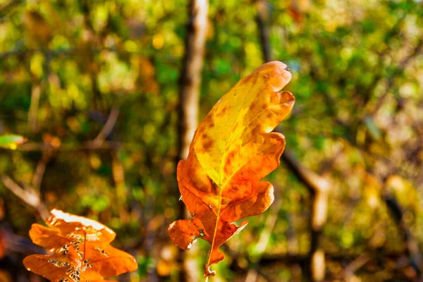 Feuilles Jaunes Automne Suspendues Branche Chêne Dans Parc Automne Sous — Photo