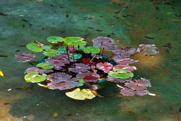 Daun Berair Kolam Tropis Saat Musim Gugur — Stok Foto