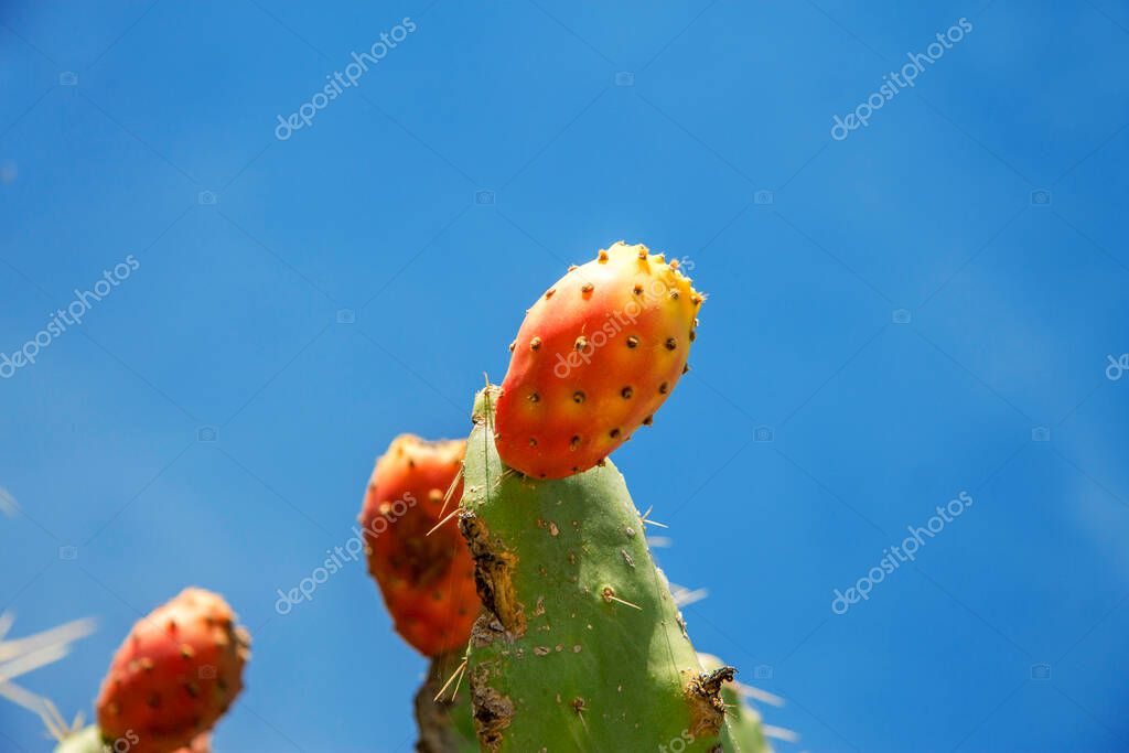 Crecimiento de Opuntia en las hojas de cactus con fruta madura roja y amarilla contra el cielo