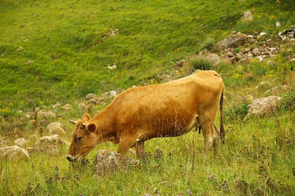 Vaca Solitária Pastando Ths Verão Prado Alpino — Fotografia de Stock