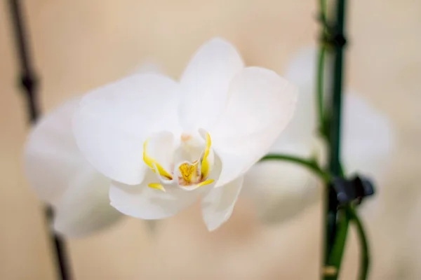 Virágzó Vagy Elrejtett Virágok Phalaenopsis Fehér Színek Virágzó Közelről — Stock Fotó