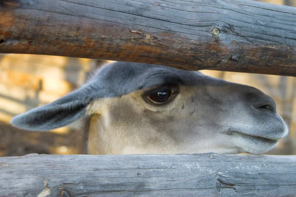 Guanaco Typ Lamor Kamelid Familjen Djurparken — Stockfoto