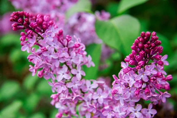 紫色と紫色のライラックの花の花が茂みます — ストック写真