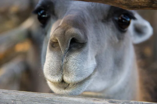 Guanaco Lamas Aus Der Familie Der Kameliden Zoo — Stockfoto