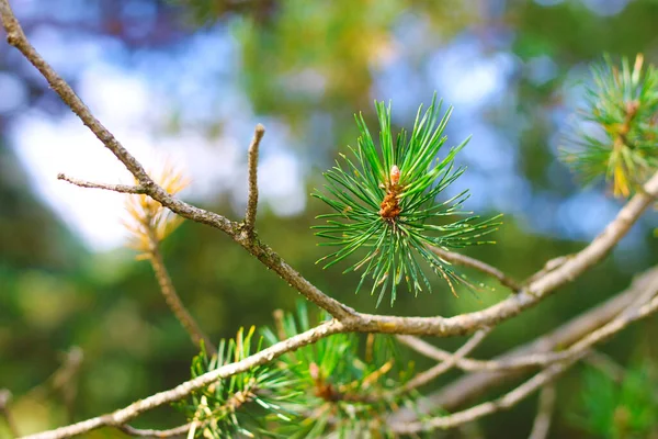 Köknar ağacının dalları her zaman yeşildir.