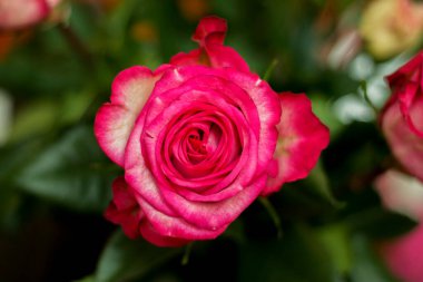 Pembe ve beyaz çiçek açan güller Sevgi dolu buket hediyeler içinde