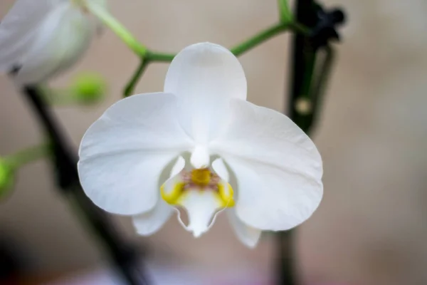 Virágzó Vagy Elrejtett Virágok Phalaenopsis Fehér Színek Virágzó Közelről — Stock Fotó