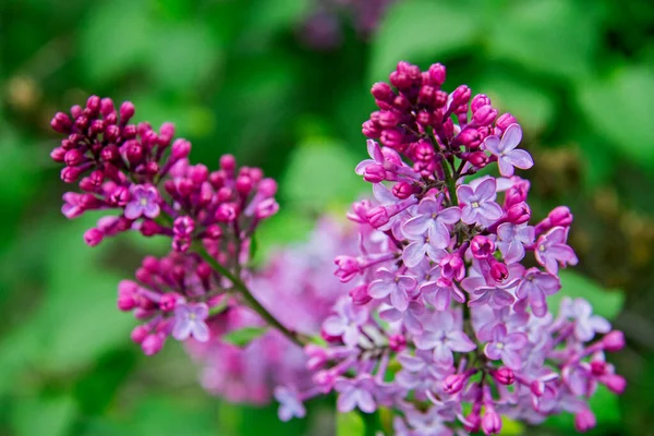 紫色と紫色のライラックの花の花は春に庭のクローズアップでブッシュします — ストック写真