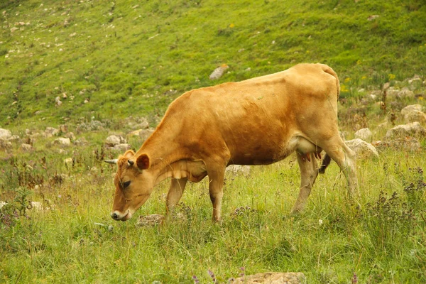 Vaca Solitaria Pastando Prado Alpino Verano — Foto de Stock