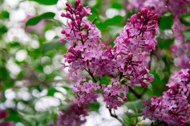 Aziz Sofya Kilisesi - Ayasofya Trabzon Türkiye 25 Eylül 2016