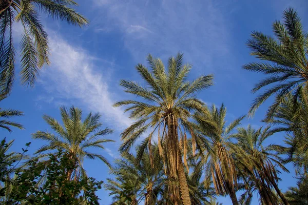 Palmeira Data Com Frutas Data Contra Céu Azul Com Nuvens — Fotografia de Stock