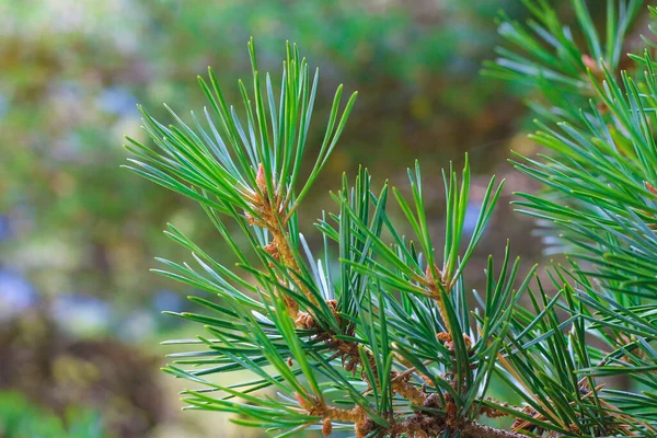 Branches Fir Tree Evergreen Needles Closeup — Stock Photo, Image