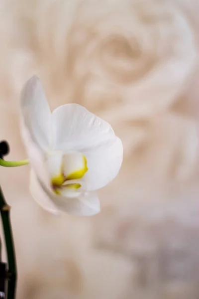 Fleurs Orhid Floraison Phalaenopsis Couleurs Blanches Fleurissant Près — Photo
