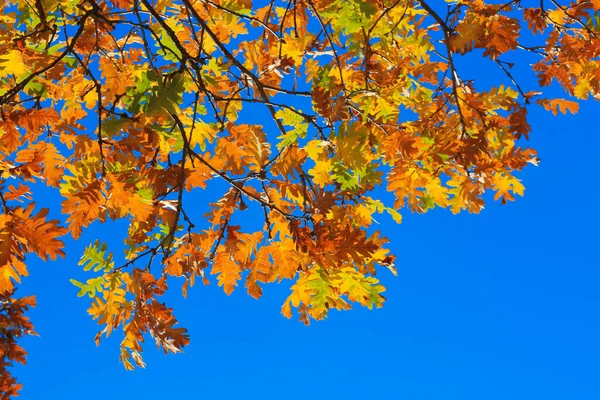 Een Gele Eik Blaast Takken Tegen Blauwe Lucht Het Herfstbos — Stockfoto