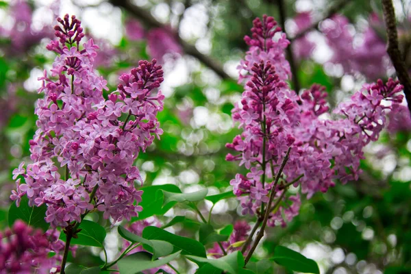 Flor Violeta Lila Púrpura Flores Arbusto Primer Plano Primavera Jardín —  Fotos de Stock