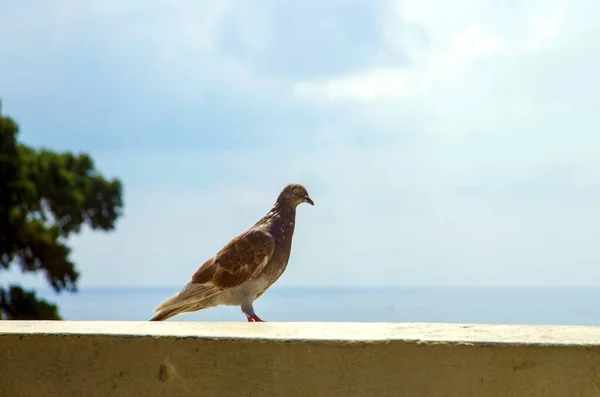 一只鸽子站在天空和大海之间 — 图库照片