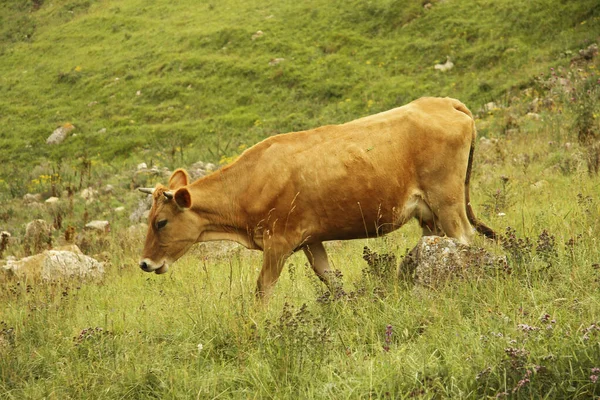 Vaca Solitaria Pastando Prado Alpino Verano — Foto de Stock