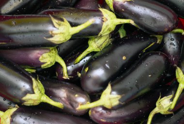 Kökleri ve su damlaları olan taze siyah patlıcan hasadı. Yakın plan, sağlıklı yiyecek.