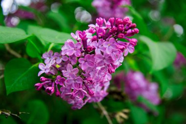 Menekşe çiçeği ve mor leylak çiçeği çalısı baharda bahçede kapanıyor.