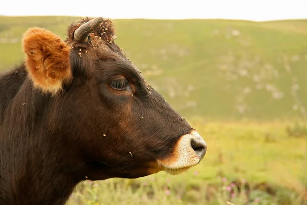 Mucca Solitaria Pascolo Sul Prato Alpino Estivo — Foto Stock