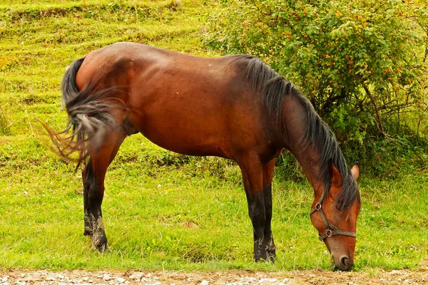 Άλογο Βόσκηση Στο Καύκασο Πράσινο Λιβάδι Καλοκαίρι — Φωτογραφία Αρχείου
