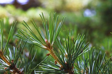 Köknar ağacının dalları her zaman yeşildir.