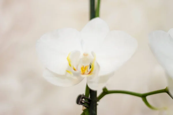 Virágzó Vagy Elrejtett Virágok Phalaenopsis Fehér Színek Virágzó Közelről — Stock Fotó