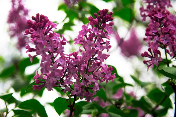 紫色と紫色のライラックの花の花は春に庭のクローズアップでブッシュします — ストック写真