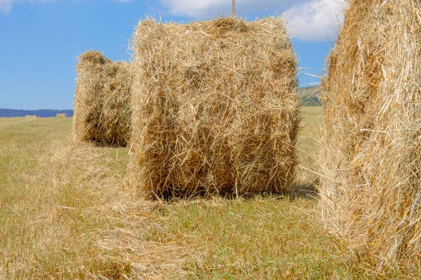 Straw Roll Bales Field Daytime End August — Stock Photo, Image