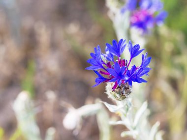 Türkiye - mavi Peygamber Çiçeği (centaurea montana) çayır Göreme Milli Parkı'nda Kapadokya Bahar üzerinde seyahat
