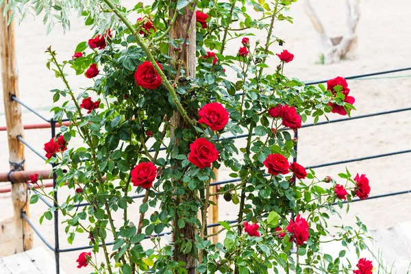 Podróż Turcji Różany Krzew Czerwonych Kwiatów Mieście Göreme Kapadocji Wiosnę — Zdjęcie stockowe