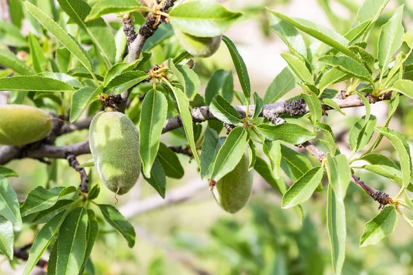 Travel Turkey Unripe Peach Fruits Tree Goreme National Park Cappadocia — Stock Photo, Image