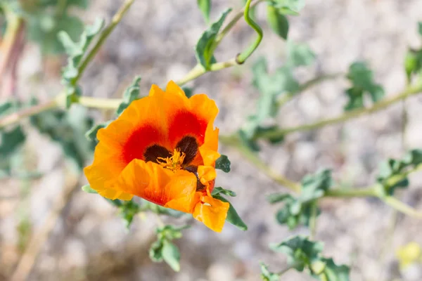 Viaje Para Turquia Flor Papoula Laranja Papaver Orientale Prado Parque — Fotografia de Stock