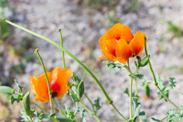 Viaje Para Turquia Flor Papoula Selvagem Papaver Orientale Prado Parque — Fotografia de Stock