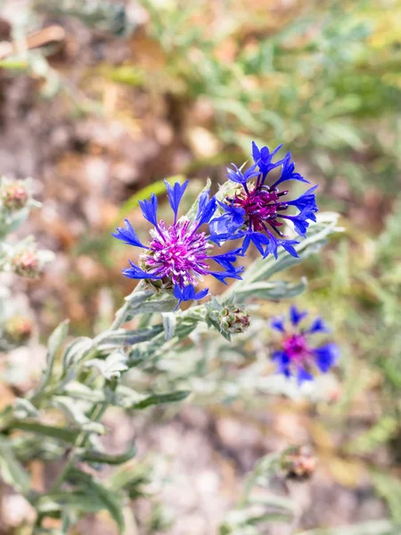 Reizen Naar Turkije Blauwe Knapweed Centaurea Montana Bloem Weide Goreme — Stockfoto