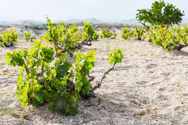 Reizen Naar Turkije Druiven Bush Tuin Buurt Van Goreme Dorpje — Stockfoto