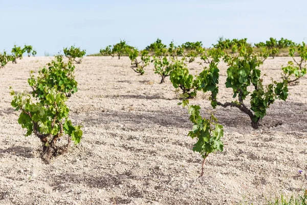 Reise Die Türkei Weinberg Der Nähe Von Goreme Dorf Kappadokien — Stockfoto