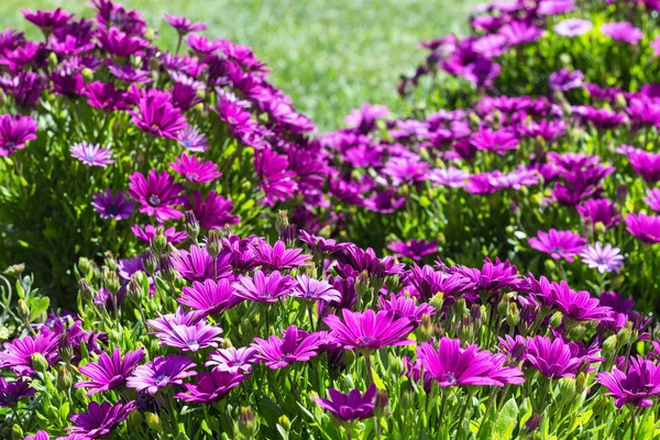 Travel Turkey Many Bellis Flowers Meadow Istanbul City Spring — Stock Photo, Image